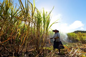 "Flacq District, Mauritius - July 29, 2011: A woman is harvesting sugar canes in field, Mauritius."